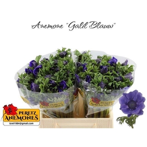 ANEM CO GALIL BLAUW