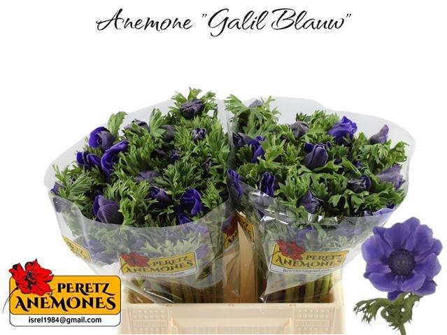 <h4>ANEM CO GALIL BLAUW</h4>