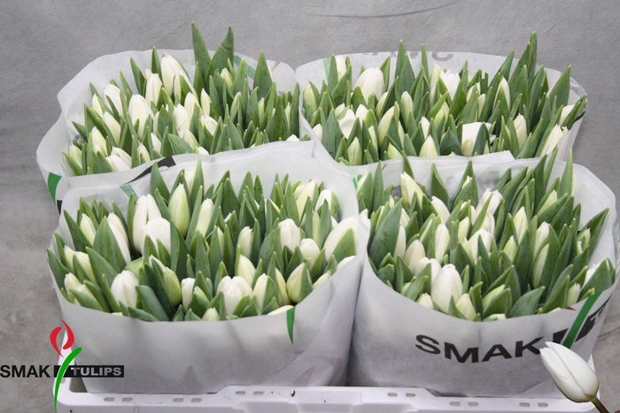 <h4>TU EN WHITE FLAG</h4>