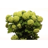 VIBURNUM ROSEUM ANGEBOT