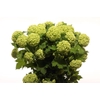 VIBURNUM ROSEUM