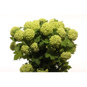 VIBURNUM ROSEUM STERILE LANG