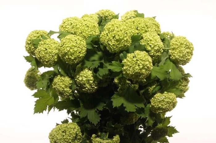 <h4>VIBURNUM ROSEUM STERILE LANG</h4>