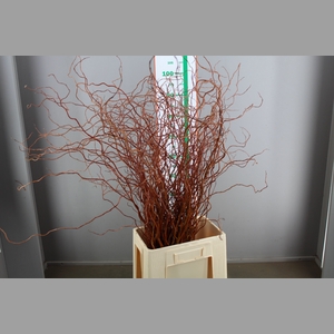 SALIX OVERIG PER BOS