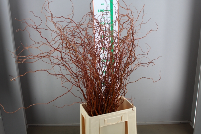 SALIX OVERIG PER BOS