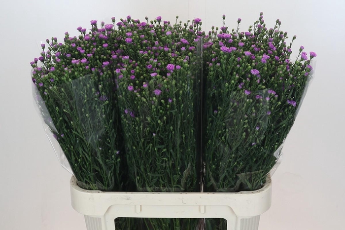 <h4>Aster Casarosa</h4>