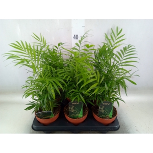 Chamaedorea elegans