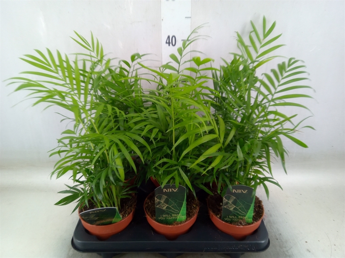 <h4>Chamaedorea elegans</h4>