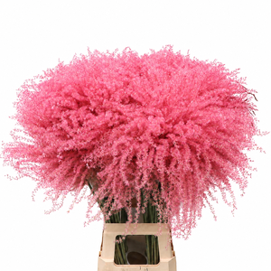 Dried Stipa Feather Light Pink