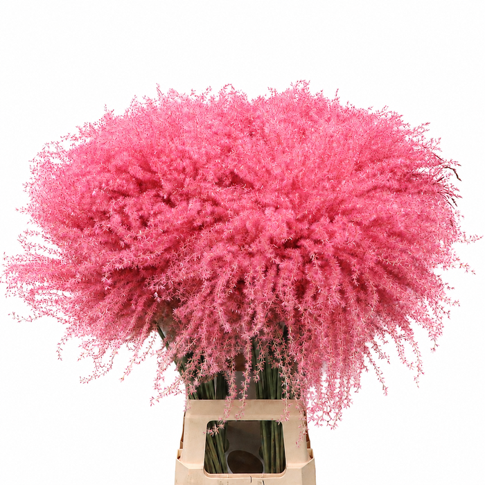 <h4>Dried Stipa Feather Light Pink</h4>