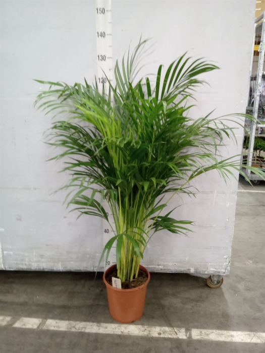 <h4>Dypsis lutescens   ...Chrysalidoca</h4>