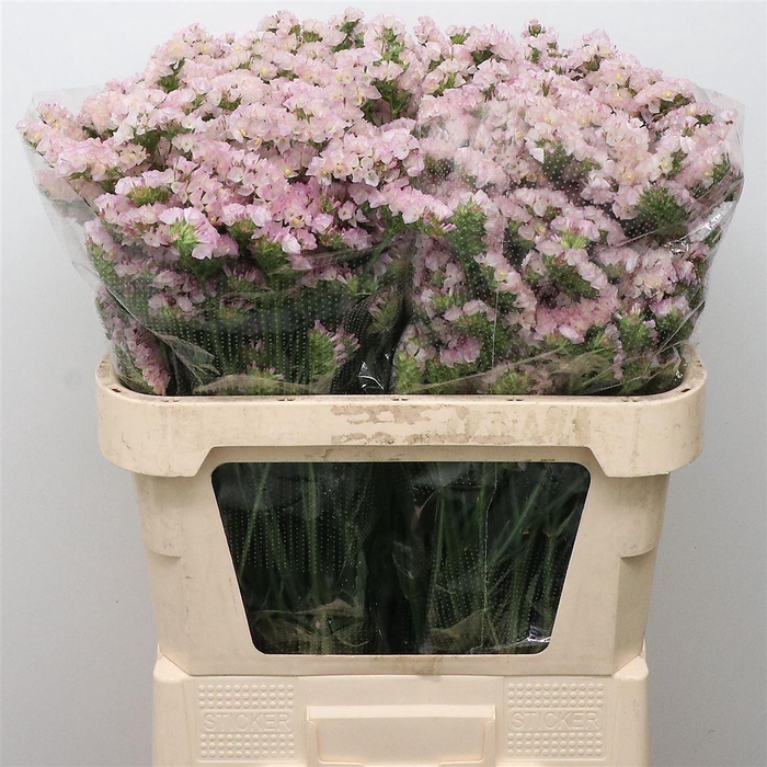 <h4>Limonium St Apricot Sun Birds X50</h4>