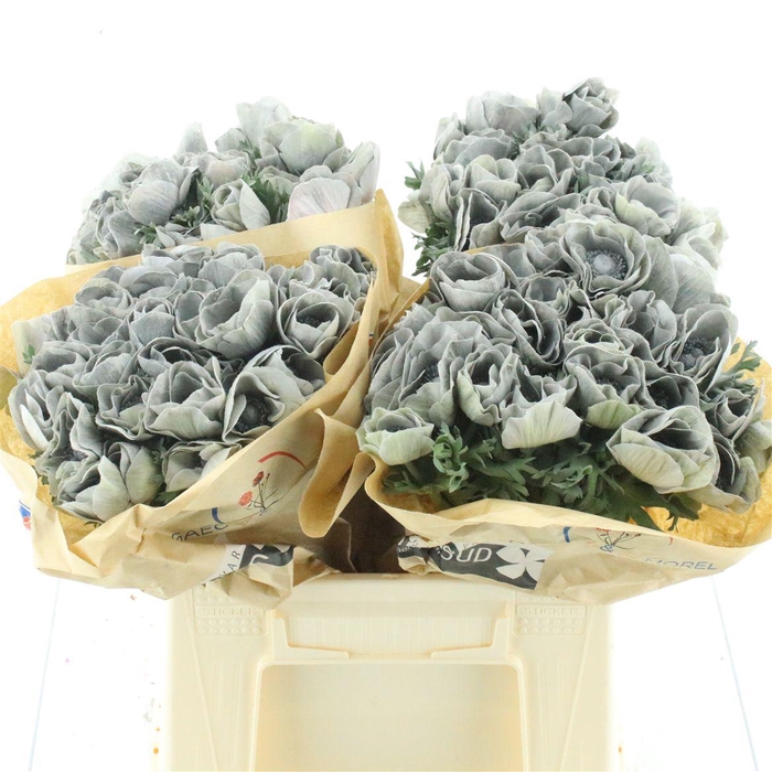 <h4>Anemone Powder Grey</h4>