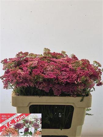 <h4>Achillea M Bianca Class</h4>