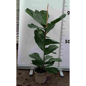 Ficus overig gemengd 3 soorten