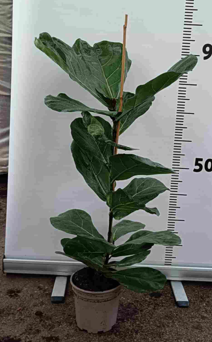<h4>Ficus overig gemengd 3 soorten</h4>