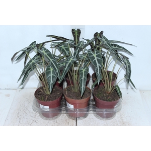 ALOCASIA PICOLLINI P12