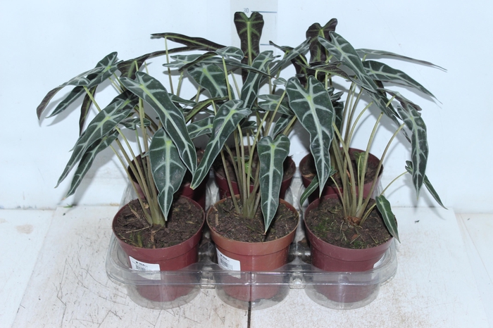 <h4>ALOCASIA PICOLLINI P12</h4>