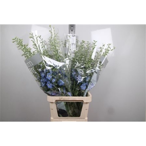 Delphinium DU 'Dewi Boy'