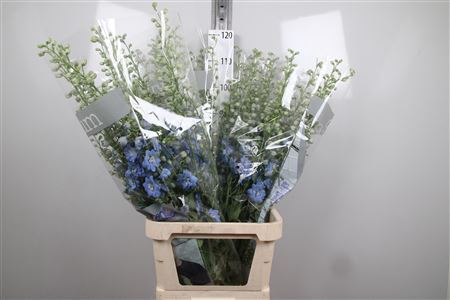 <h4>Delphinium DU 'Dewi Boy'</h4>