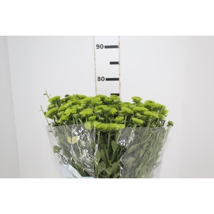 CRISANTEMO SANTINI LORENZO 080 CM VERDE