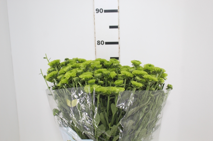 <h4>CRISANTEMO SANTINI LORENZO 080 CM VERDE</h4>
