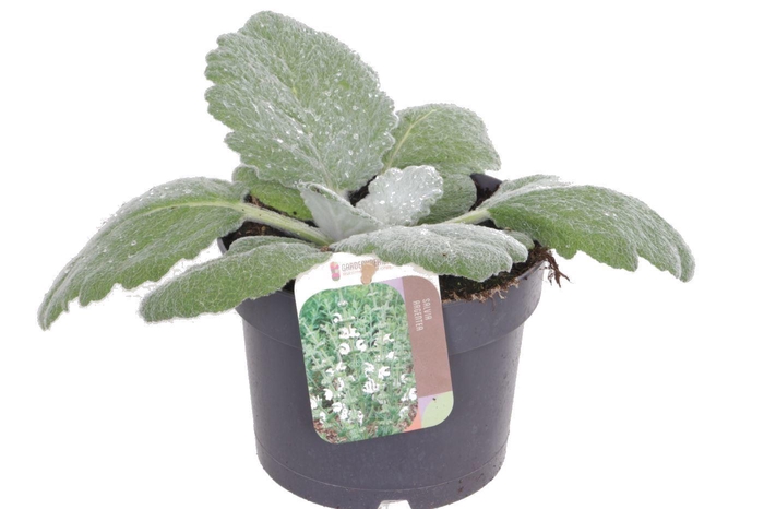 <h4>Salvia argentea</h4>