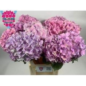 <h4>HYDR M ROY BENEFIT</h4>