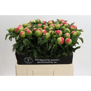 Paeonia coral sunset XXL