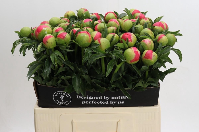 <h4>Paeonia coral sunset XXL</h4>