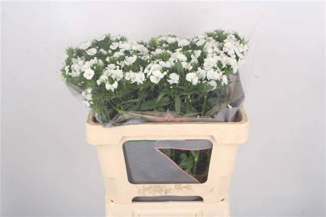 <h4>DI BARB DUKE BRE</h4>