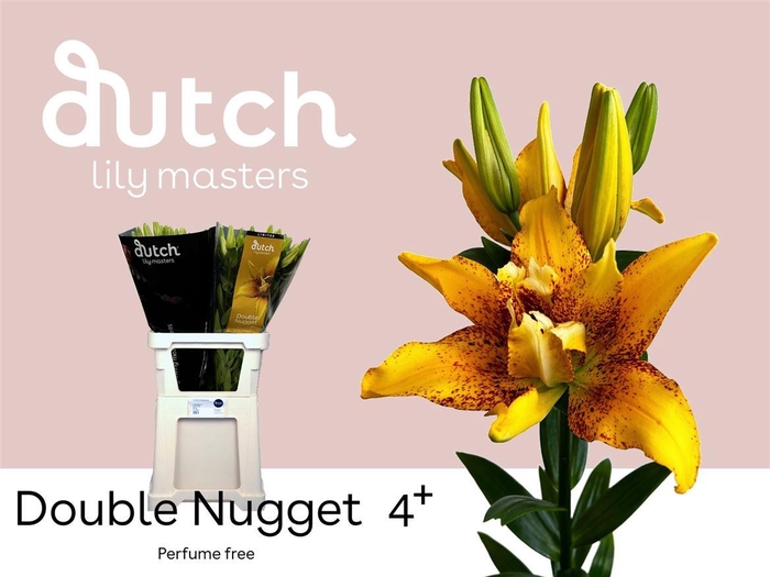 <h4>Li La Double Nugget</h4>