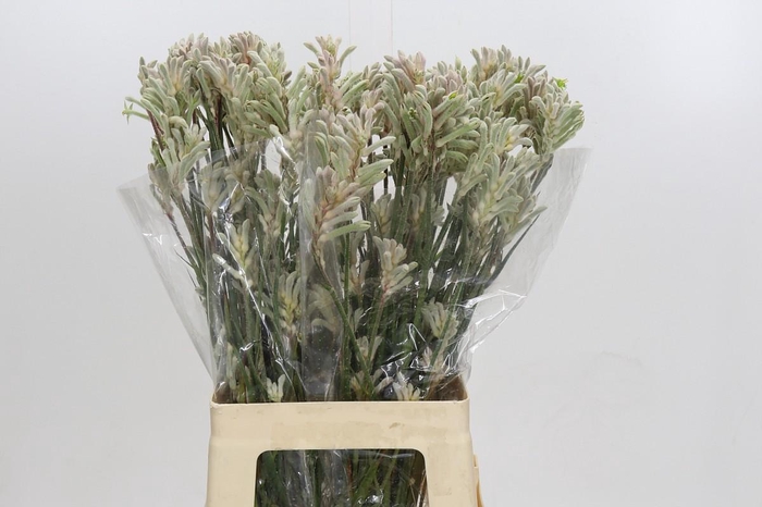 Anigozanthos Bush Diamond