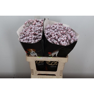 Snijgroen Snijbloemen Klb H