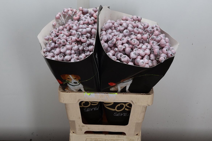 <h4>Snijgroen Snijbloemen Klb H</h4>