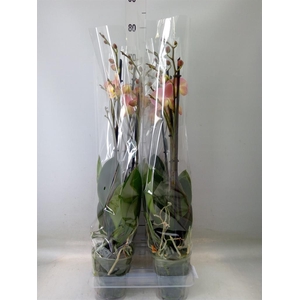 Phalaenopsis   ...rose