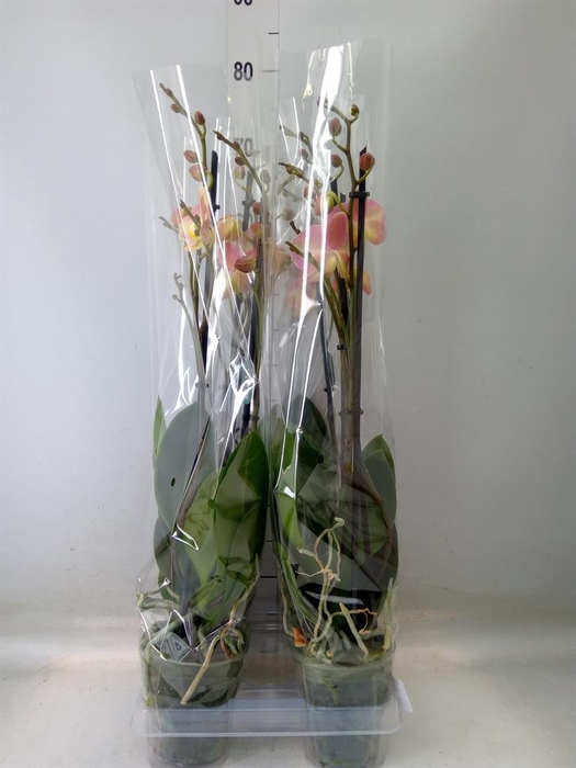 <h4>Phalaenopsis ...rose</h4>