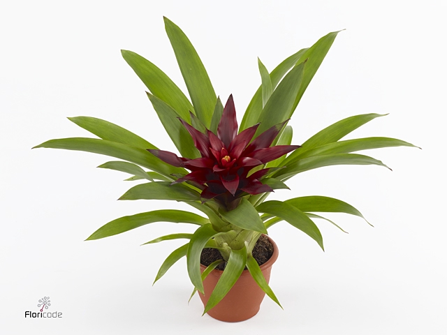 Guzmania Sky