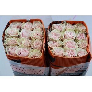 R Gr Pink Mondial Box