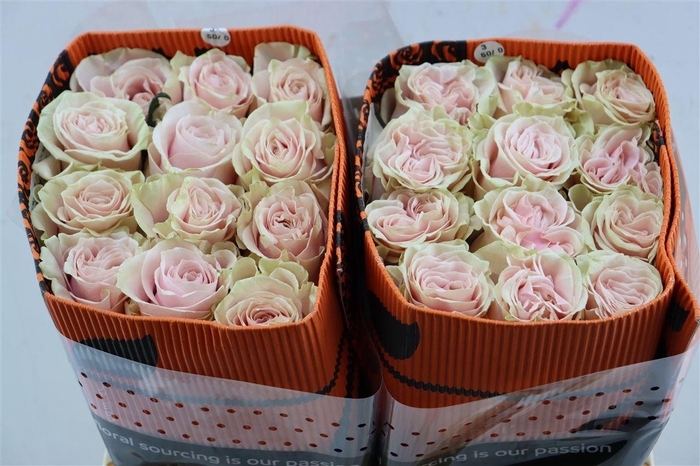 <h4>R Gr Pink Mondial</h4>