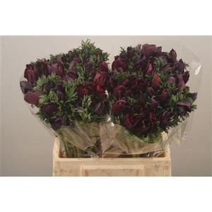 Anemone Mistral Noir