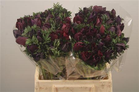<h4>Anemone Mistral Noir</h4>