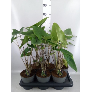 Alocasia zebrina