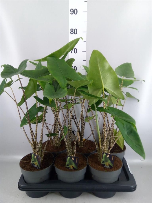 <h4>Alocasia zebrina</h4>