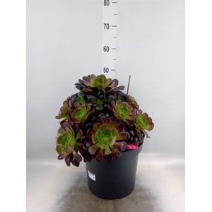 Aeonium arboreum 'Velours'