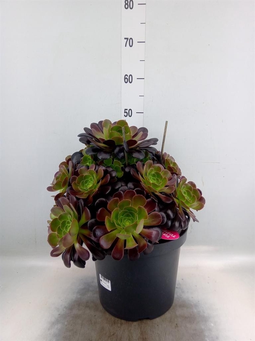 <h4>Aeonium arboreum 'Velours'</h4>
