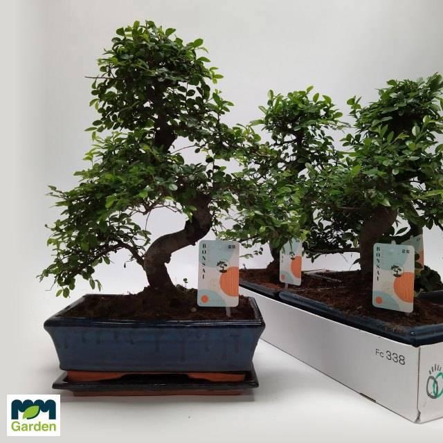 <h4>BONSAI OV</h4>