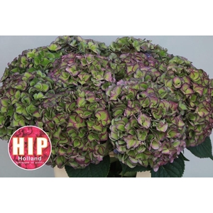HYDR M CH RODEO CL