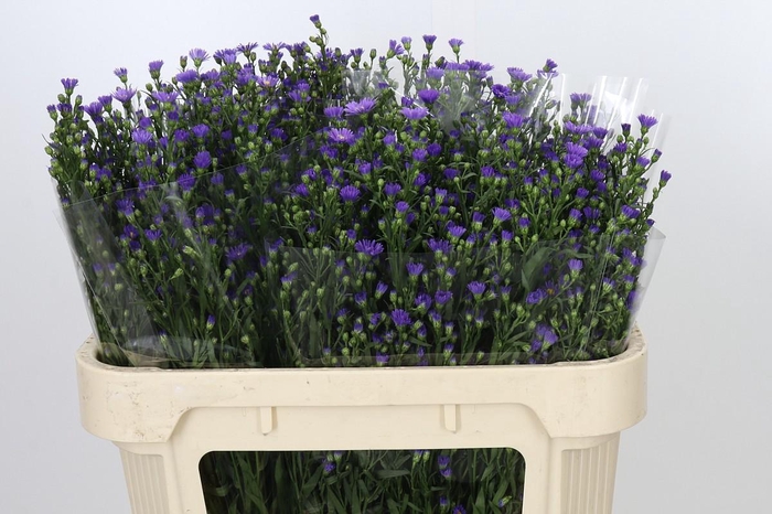 <h4>Aster Casamare</h4>