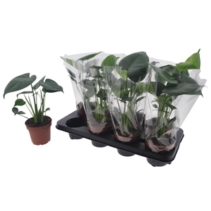 MONSTERA DELICIOSA